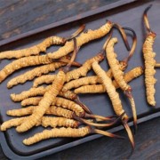 福州蟲(chóng)草禮品收購(gòu)價(jià)格 長(zhǎng)期回收冬蟲(chóng)夏草禮品電話(huà)