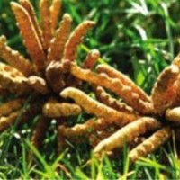 一克蟲草能賣多少錢?收購冬蟲夏草值多少錢一克一盒價格分享